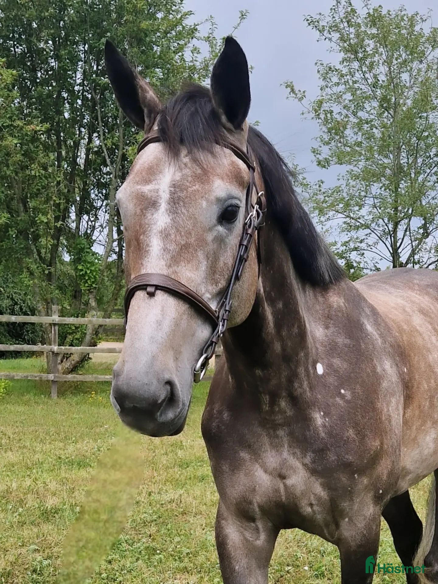  hästar 6-årigt sto e: Kannando Hästak ✨️ - Annons 5