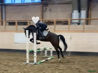 hästar Lucky söker ett nytt hem omgående! - Annons 2