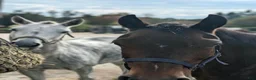 Hoppning hästar till salu: Connemara mare Jumping or Eventing - Annons 7