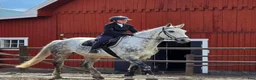 Allround hästar till salu: Valack av rejäl modell - Annons 1