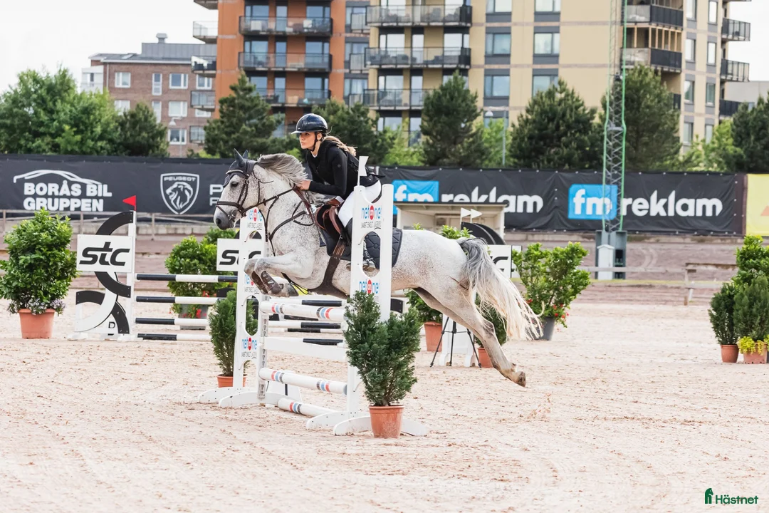 Hoppning hästar till salu: Maxad C-ponny med fantastik inställning  - Annons 1