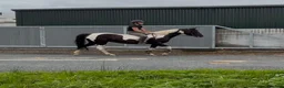 Allround hästar till salu: Beautiful coloured mare  - Annons 14