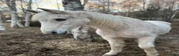 Sällskap hästar till salu: Mysigaste welsh cob ponnyn - Annons 1