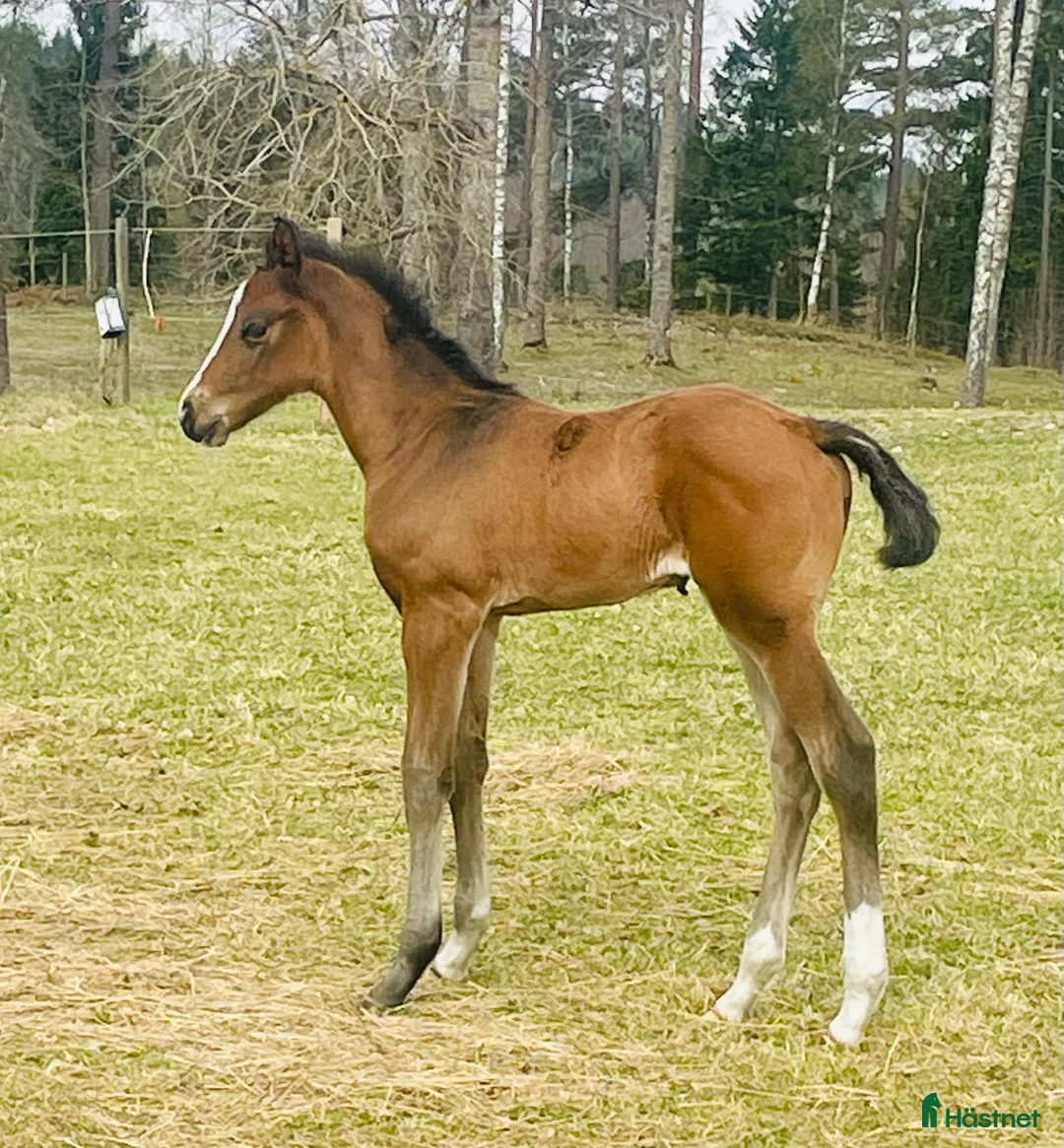 Hoppning hästar till salu: Golden cross stoföl e Favorit Ask   i Hjo - Annons 5