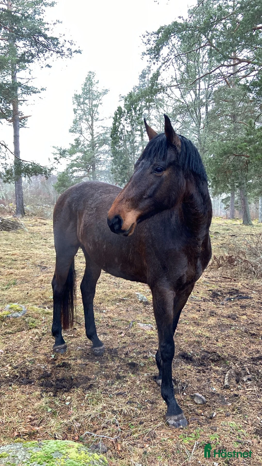 Avelshästar hästar till salu: Fint sto - Annons 4