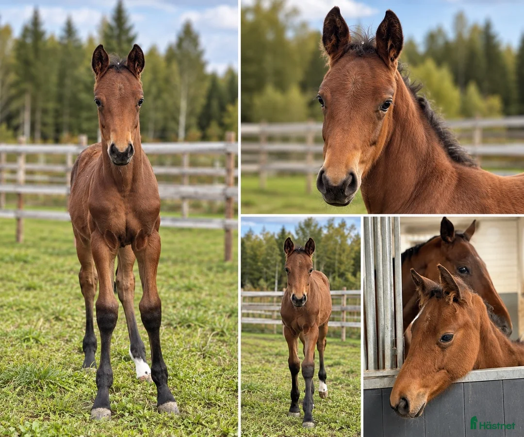 Hoppning hästar till salu: Hingstföl e. Chaccotage Blue PS- Clarimo- Cardento - Annons 1