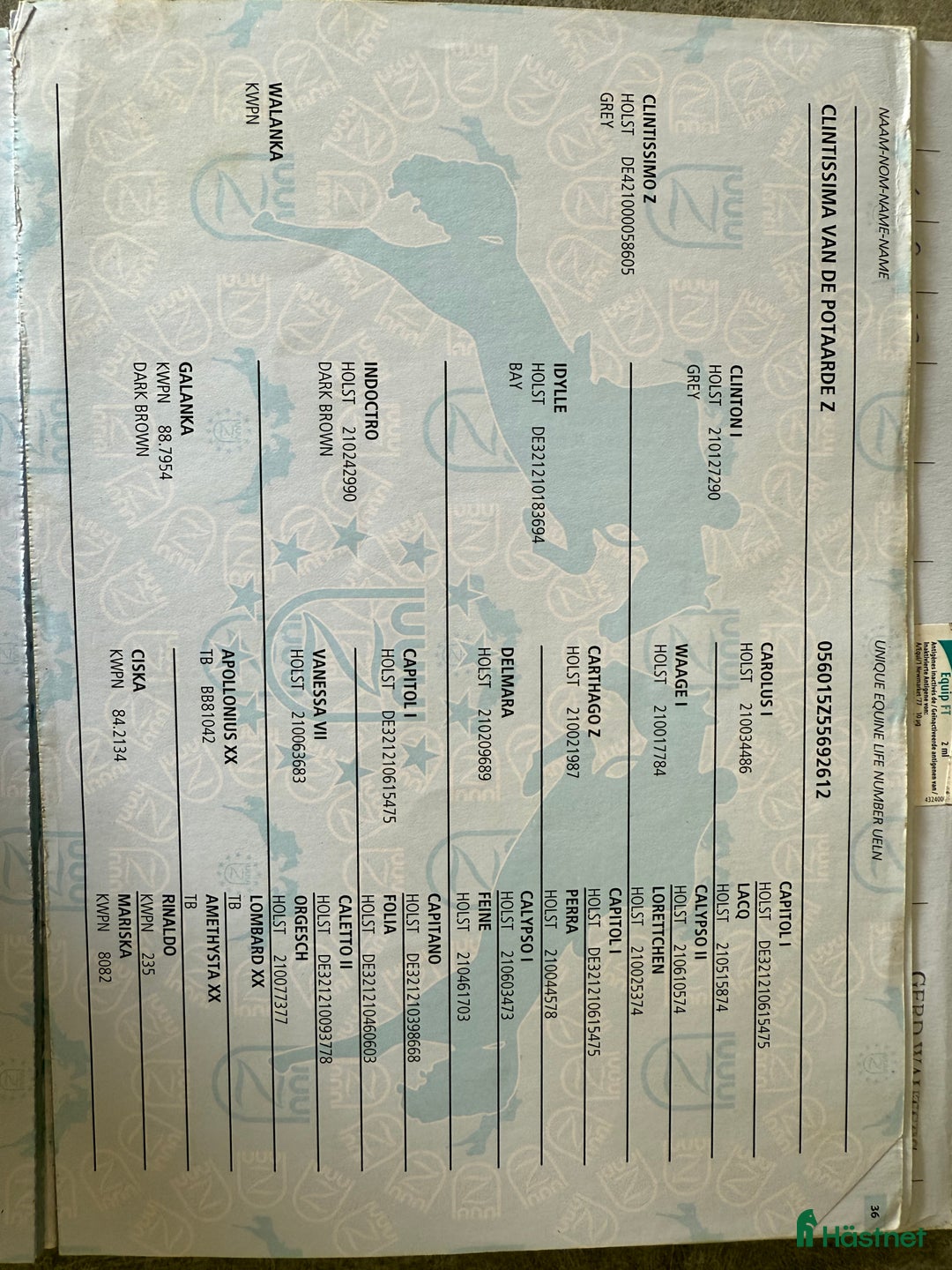 Avelshästar hästar till salu: Fint avelssto i Ekerö - Annons 2