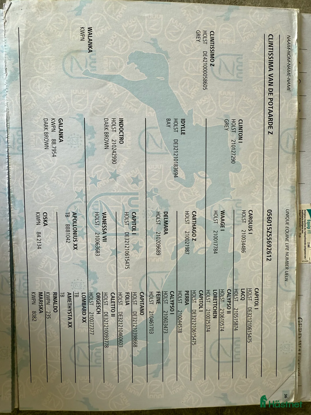 Avelshästar hästar till salu: Fint avelssto i Ekerö - Annons 2