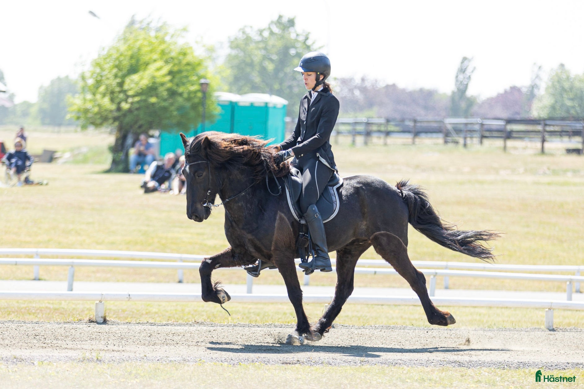  hästar Din nya bästa kompis?  - Annons 1