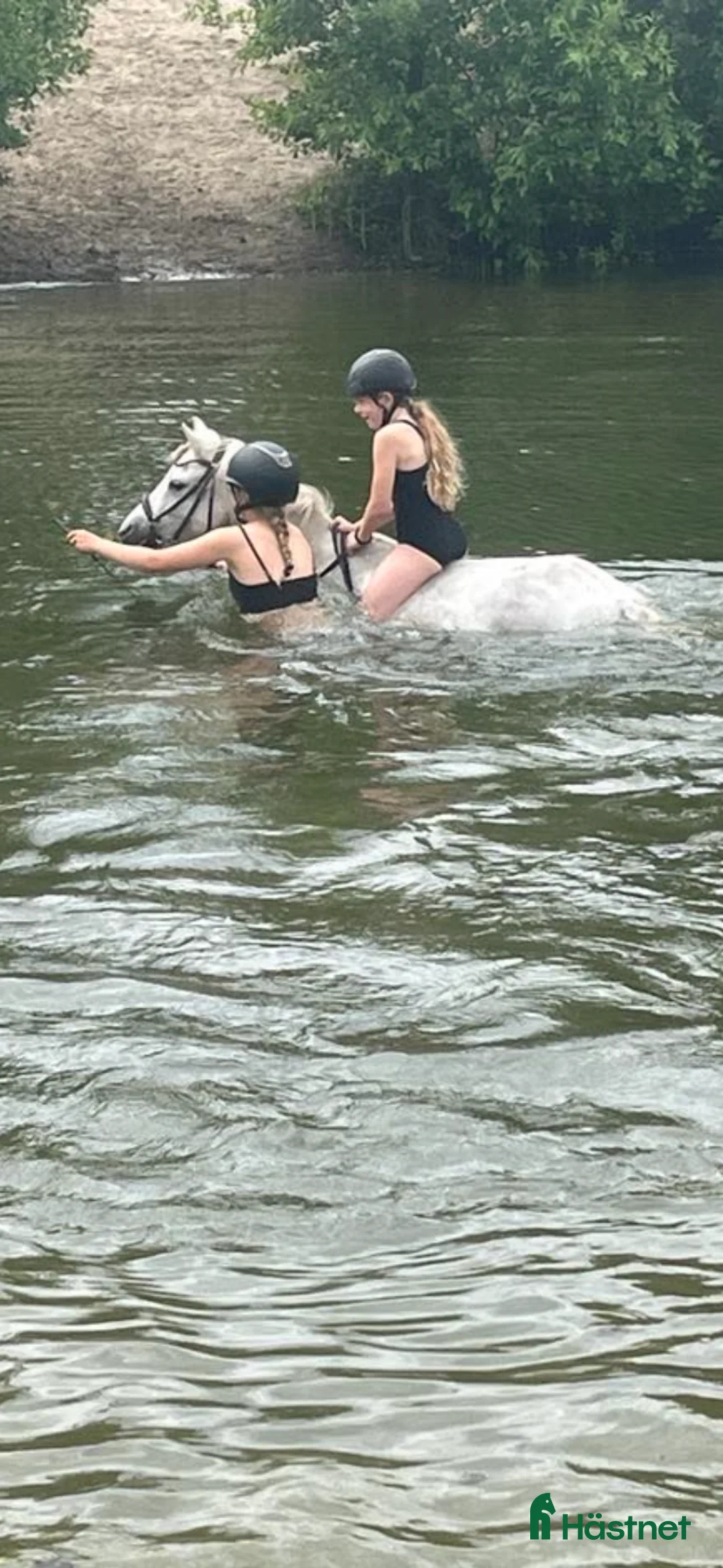 Allround hästar till salu: Fin B-ponny / tävlings ponny - Annons 6