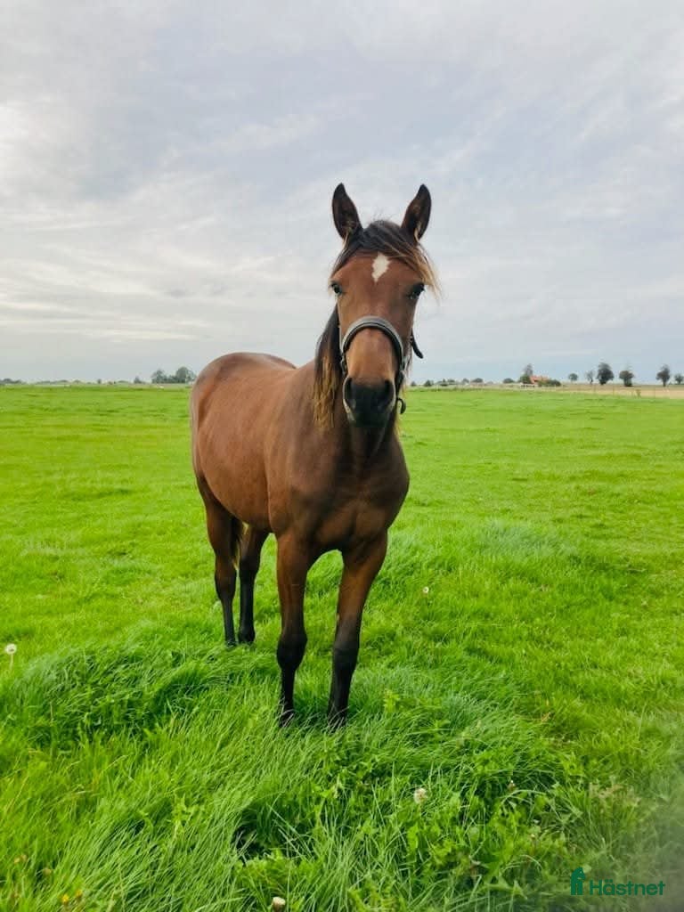  hästar Varmblodsto - Annons 5