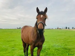 hästar Varmblodsto - Annons 5