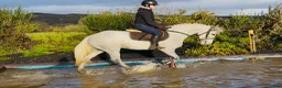Hoppning hästar till salu: Jumping pony - Annons 13