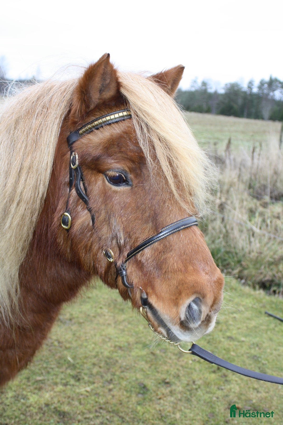 Körning hästar till salu: Trevlig Shetlandsvalack i Älgarås - Annons 2