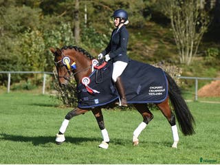 hästar Lovande FEI-ponny i Lund - Annons 16