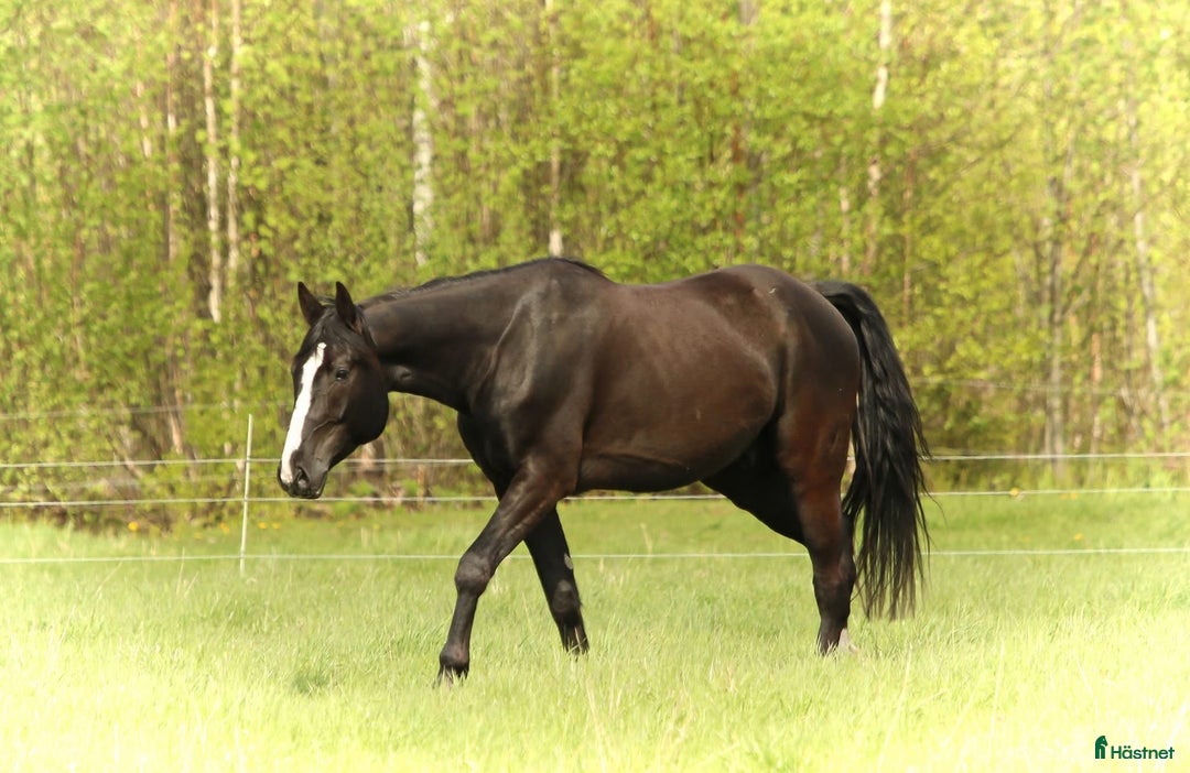 Allround hästar till salu: Varmblods travare  i Kåge - Annons 1