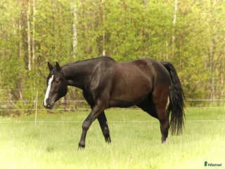 hästar Varmblods travare i Kåge - Annons 21