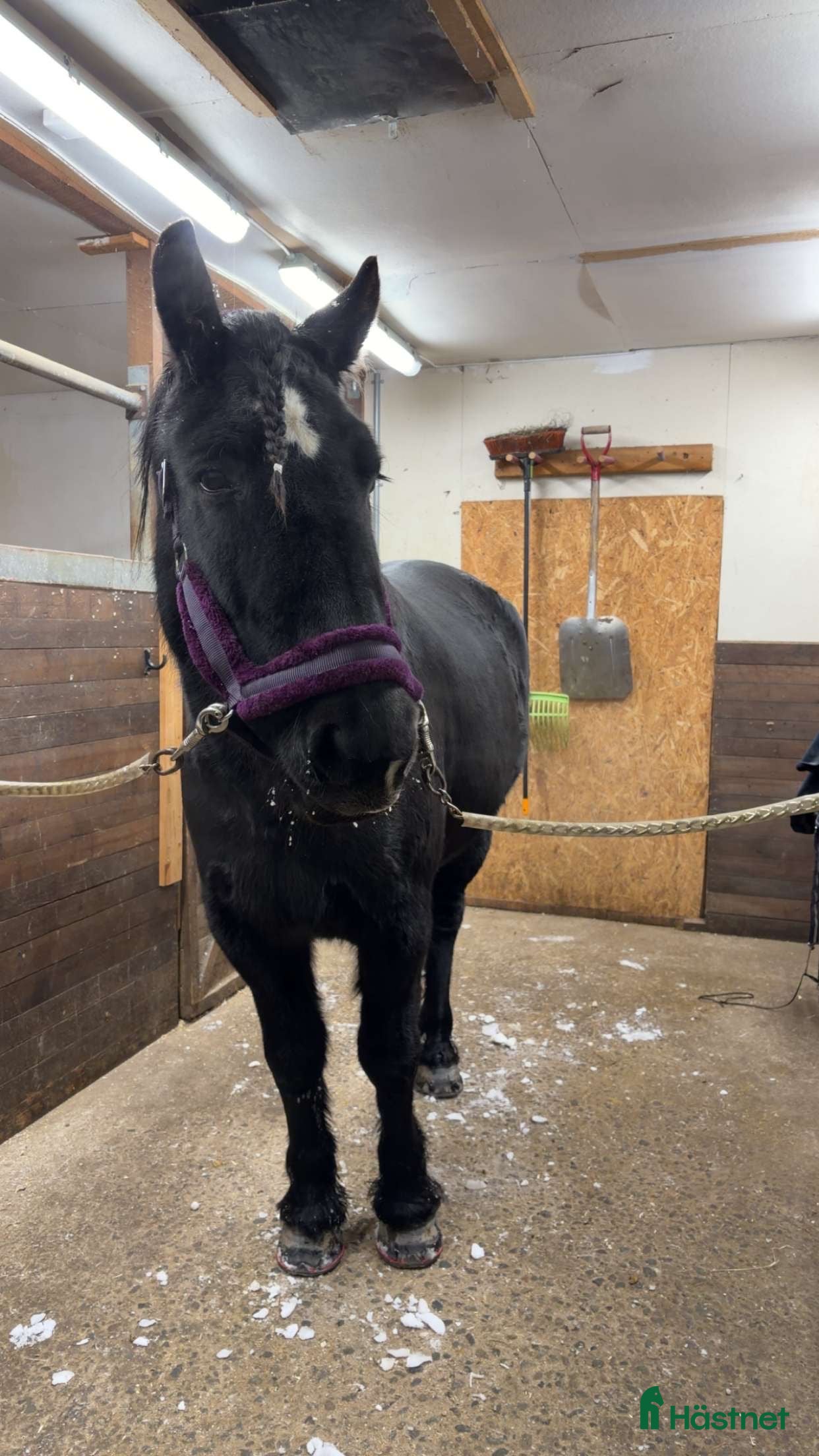  hästar Kallblods sto - Annons 12