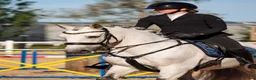 Allround hästar till salu: Utvecklingsbar lusitanovalack!🌟 - Annons 3