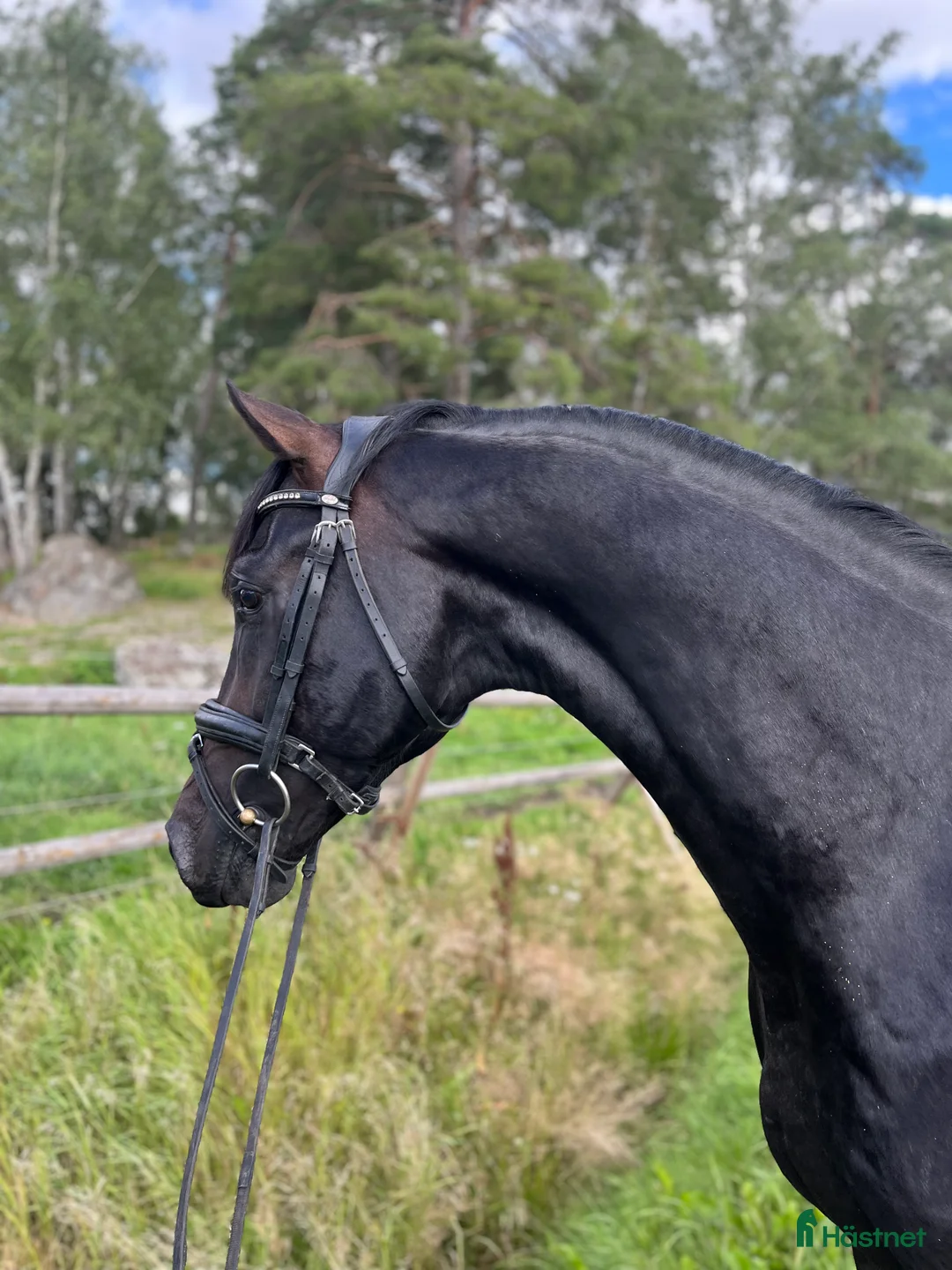 Dressyr hästar till salu: 🌟 Pascal – lovande dressyrtalang med toppstam! 🌟 i Mellösa - Annons 2