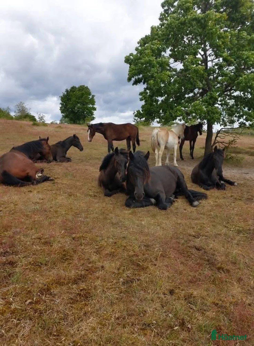  stallplats finnes: Sommarbete för unghingstar/valacker i Degeberga - Annons 5