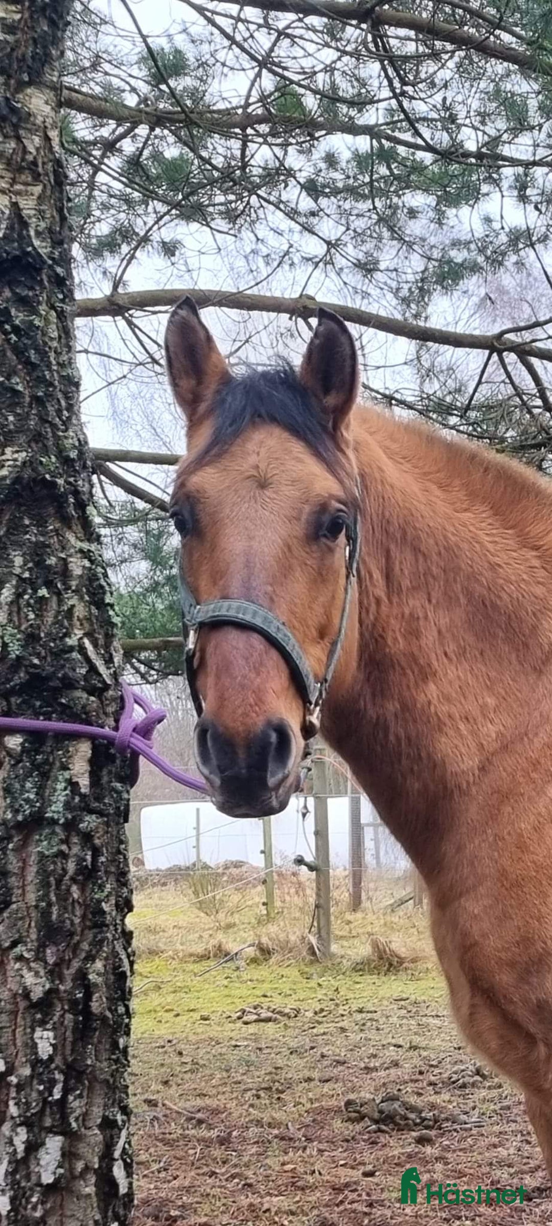  foderhäst finnes: Delfodervärd sökes i Ljungbyhed - Annons 1