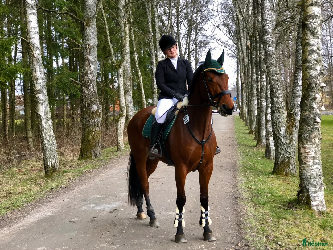 Dressyr hästar till salu: Bästa vän för lättare klasser i dressyr  - Annons 5