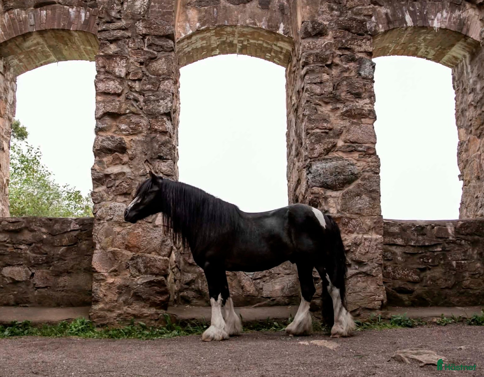 Allround hästar till salu: Vacker Irish Cob valack med mycket personlighet - Annons 3