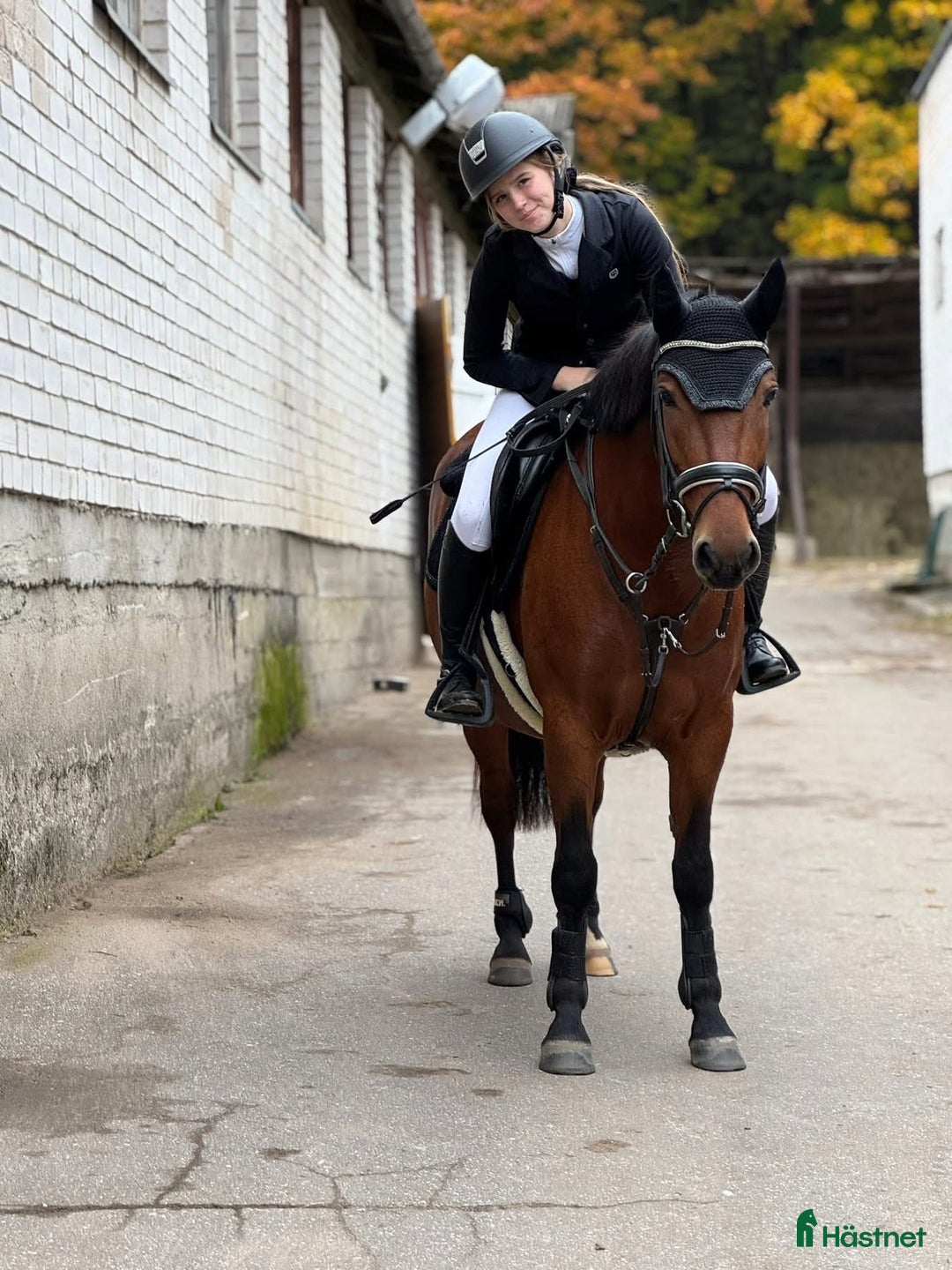 Hoppning hästar till salu: Brave pony for competition/hobby/riding school i Ekerö - Annons 3