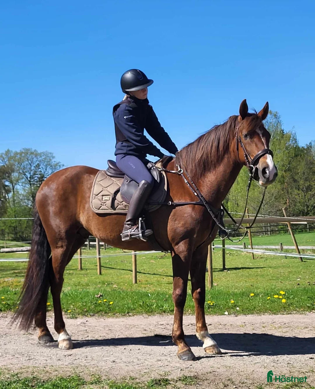 Dressyr hästar till salu: Lusitano valack i Äspered - Annons 5