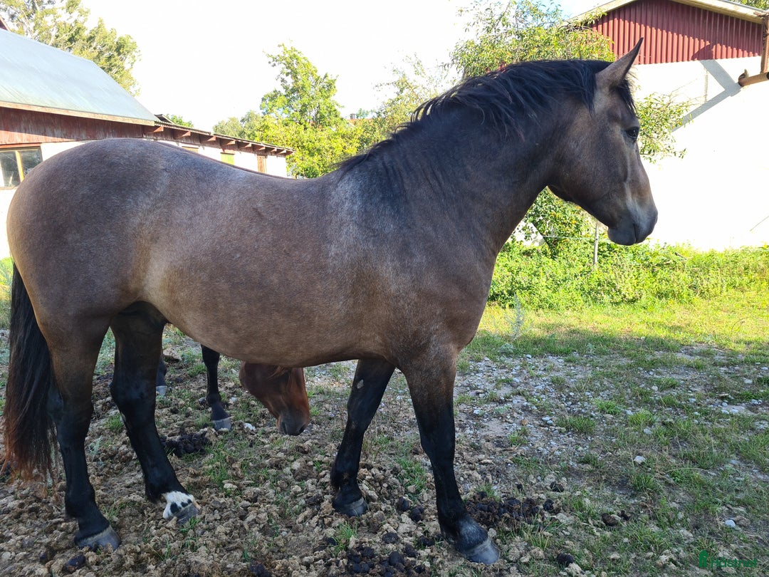 Working Equitation hästar till salu: PRE korsning Framtida bästa vännen. i Havdhem - Annons 7
