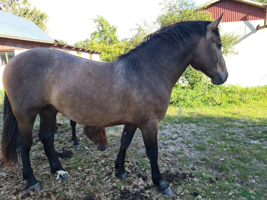 Working Equitation hästar till salu: PRE korsning Framtida bästa vännen. - Annons 7