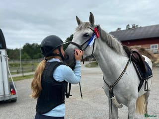 hästar Tuff hopp ponny🌟 - Annons 11