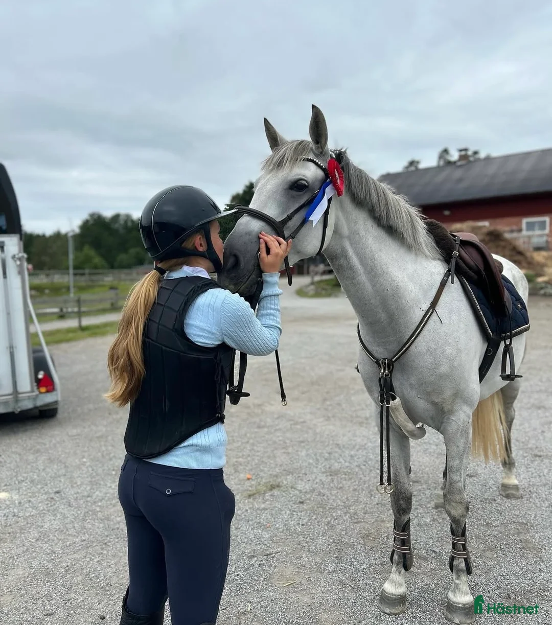 Hoppning hästar till salu: Tuff hopp ponny🌟 - Annons 1
