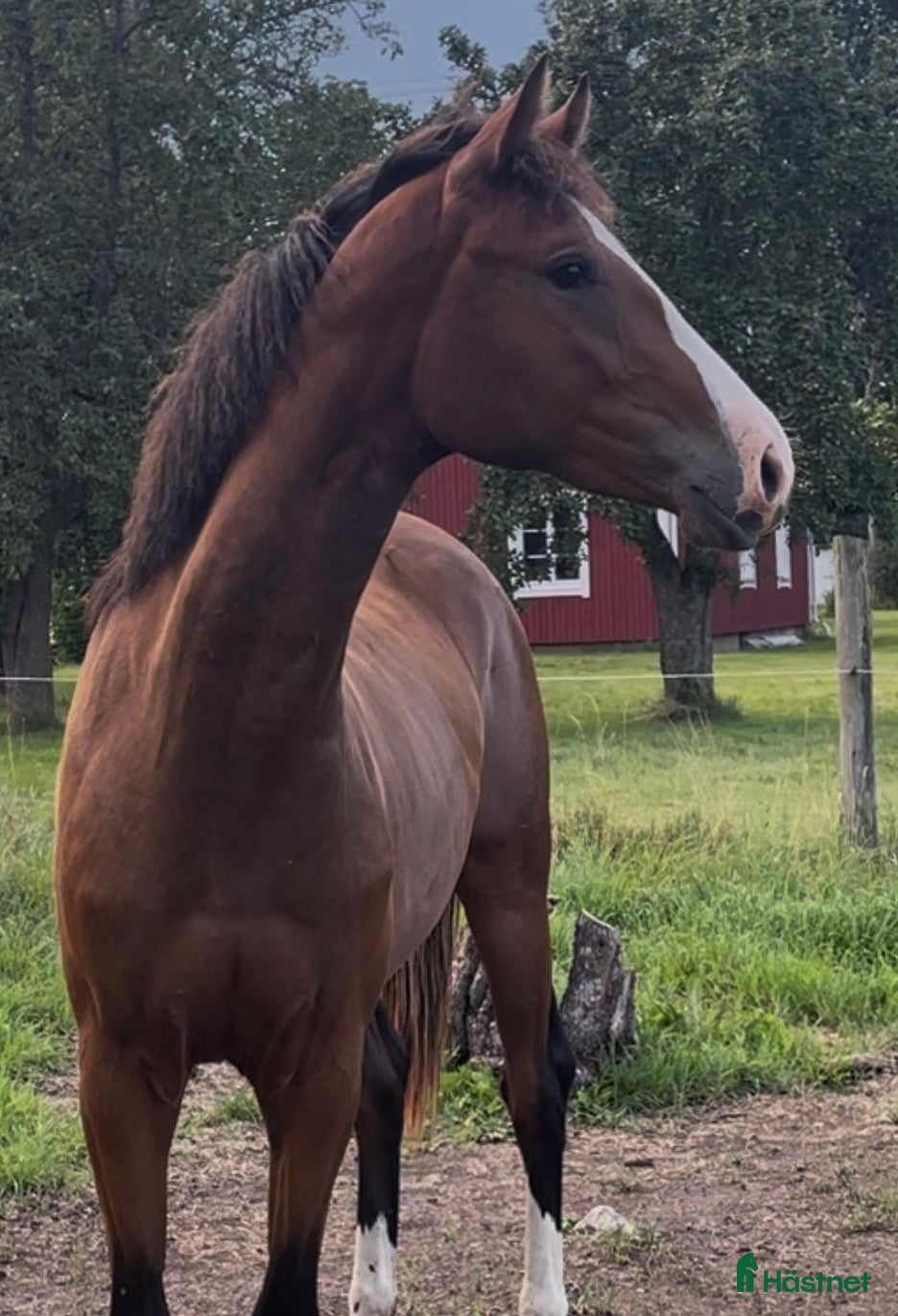  hästar Ungsto med topp möderne  i Kumla - Annons 16