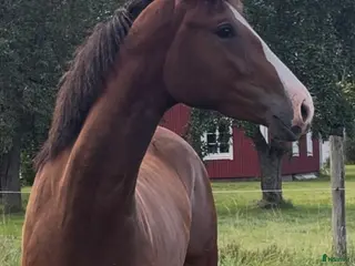 Hoppning hästar till salu: Ungsto med topp möderne i Kumla - Annons 1