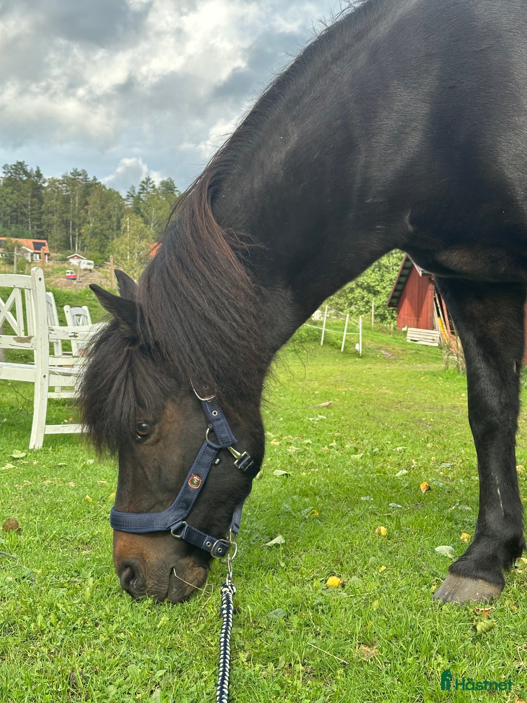  medryttarhäst finnes: Skötare/motionsryttare sökes  - Annons 2