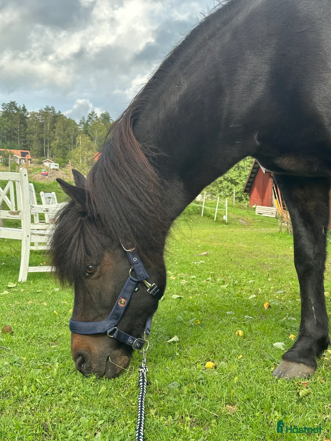 medryttarhäst finnes: Skötare/motionsryttare sökes  - Annons 2
