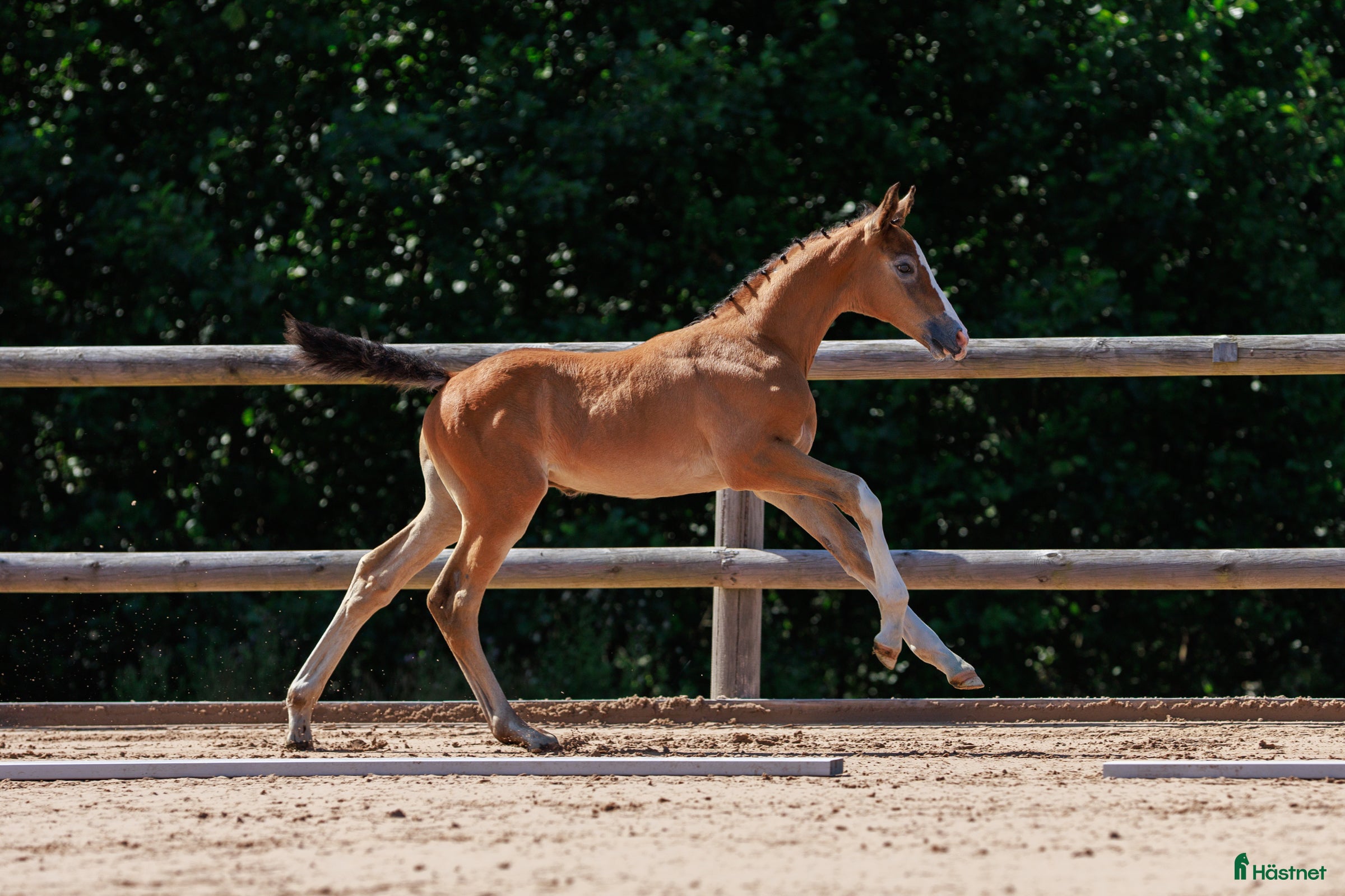  hästar Härligt hingstföl med framåtanda ! i Sävsjö - Annons 18
