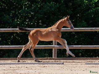 hästar Härligt hingstföl med framåtanda ! i Sävsjö - Annons 3
