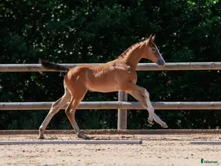 hästar Härligt hingstföl med framåtanda ! - Annons 8