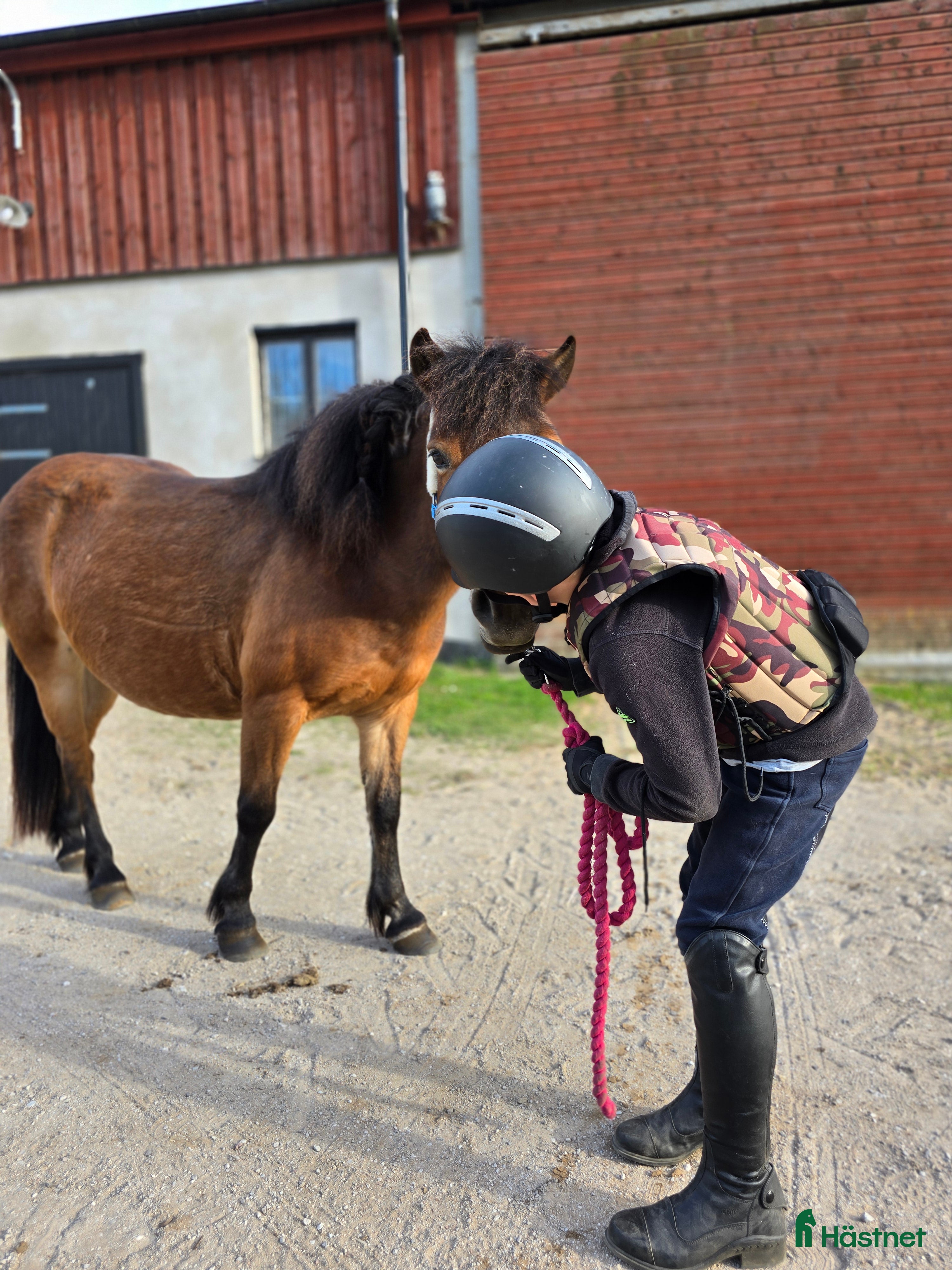  hästar Söker foderhäst eller rimlig peng i Klintehamn - Annons 1