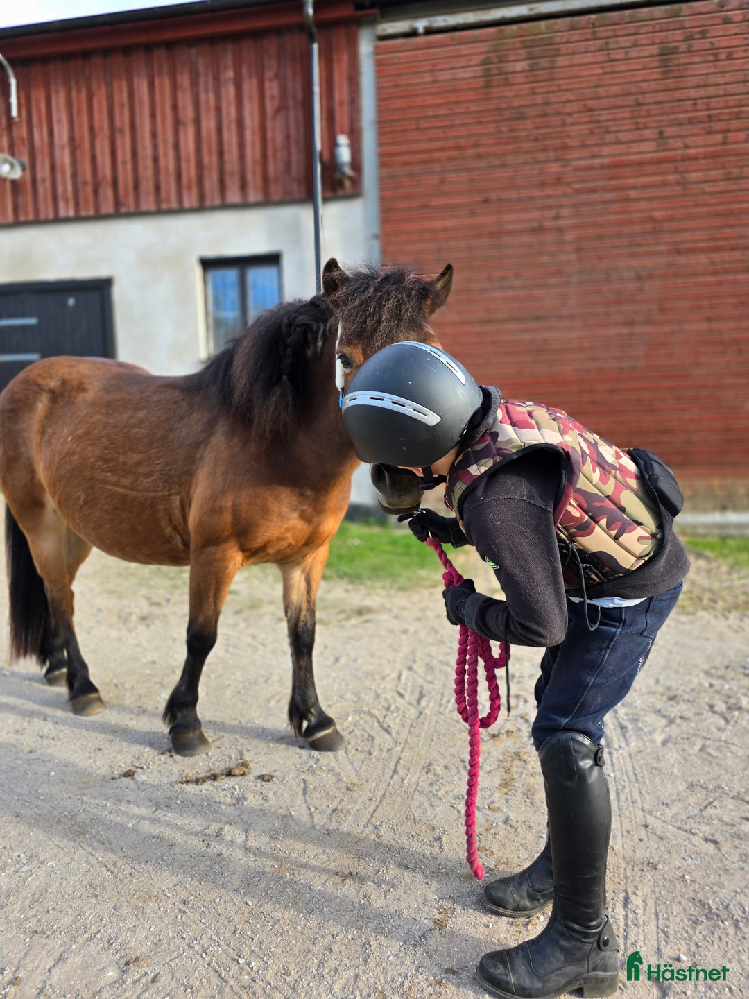 Allround hästar sökes: Söker foderhäst eller rimlig peng i Klintehamn - Annons 1