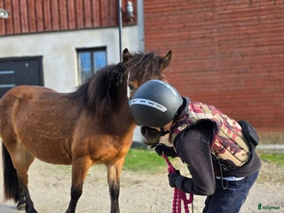hästar Söker foderhäst eller rimlig peng i Klintehamn - Annons 1