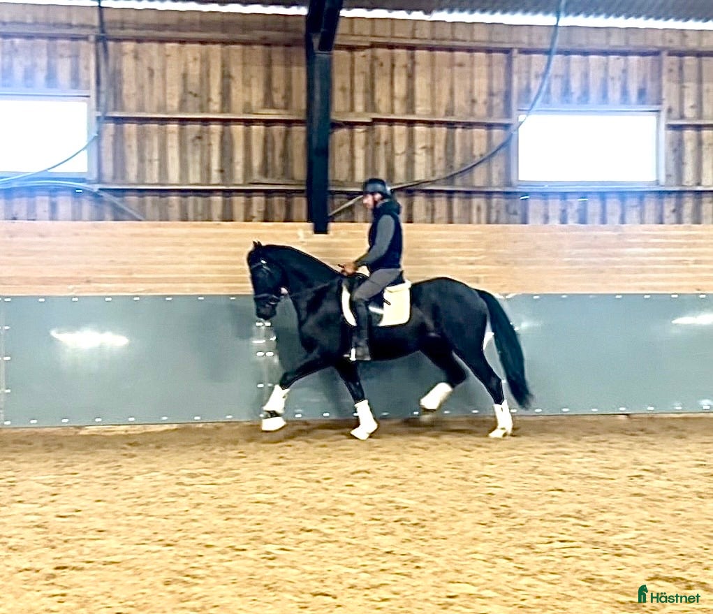  hästar 4 årig mindre dressyrhäst med stor potential  - Annons 16