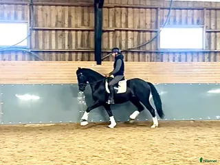 hästar 4 årig mindre dressyrhäst med stor potential - Annons 16