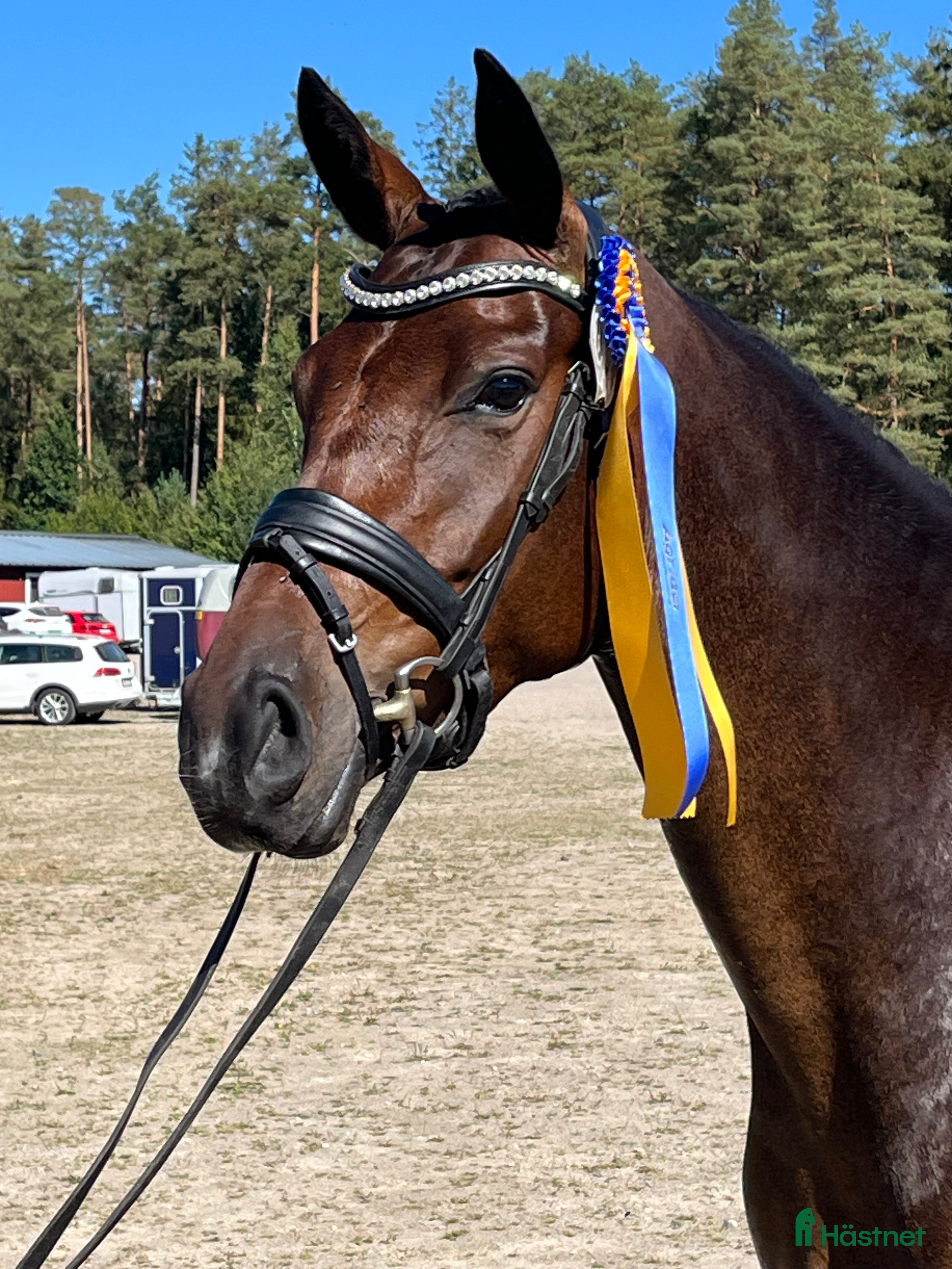 Dressyr hästar till salu: Diplomsto för dressyrsporten i Habo - Annons 3
