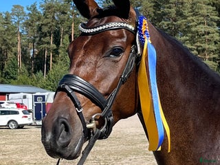 hästar Diplomsto för dressyrsporten i Habo - Annons 16