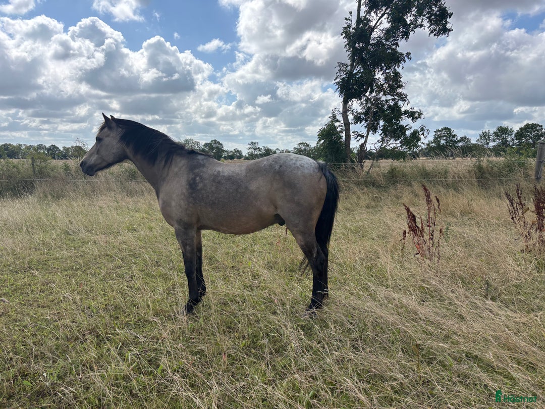 Allround hästar till salu: Underbar C-ponny säljes  i Höganäs - Annons 2