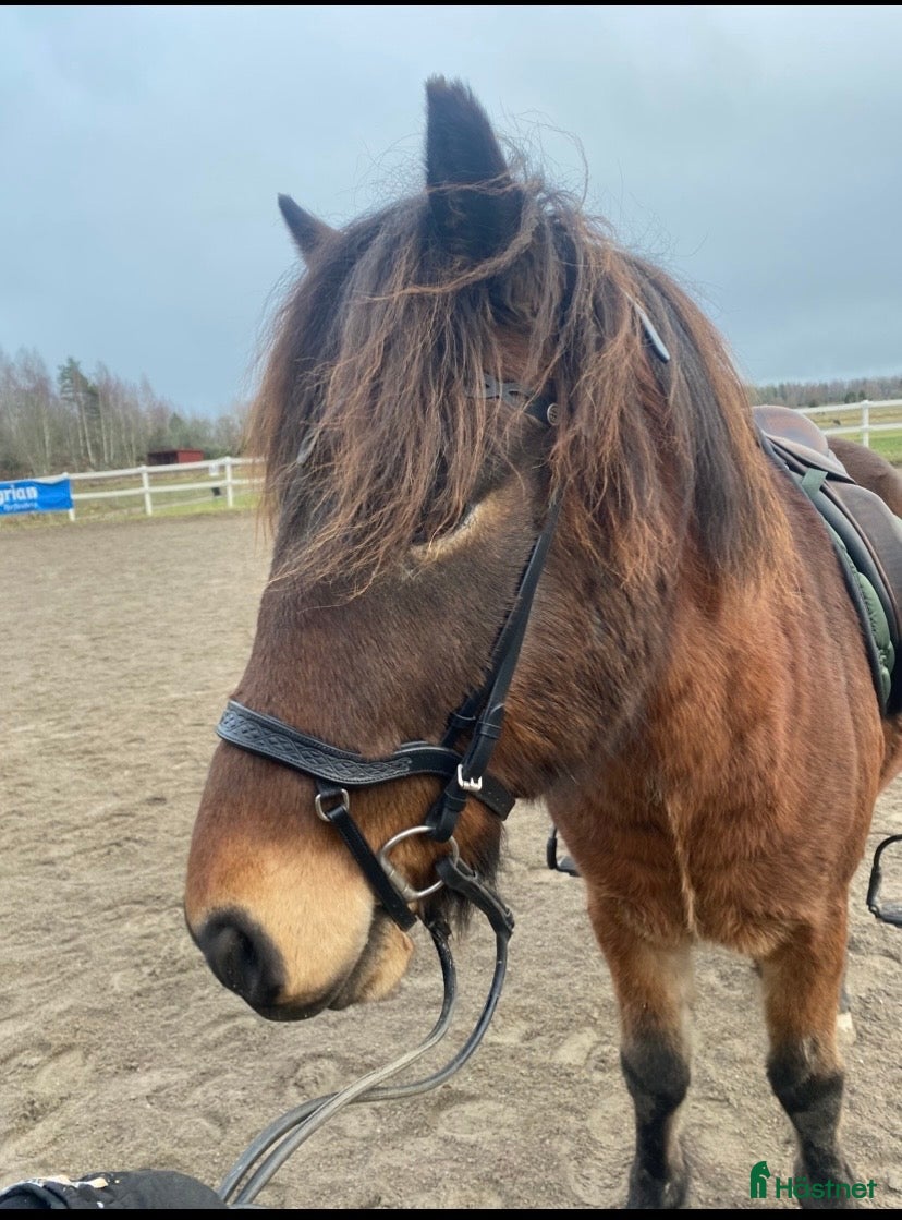 Träns hästutrustning Hrímnir Anatomisk Nosgrimma Heritage - Annons 1